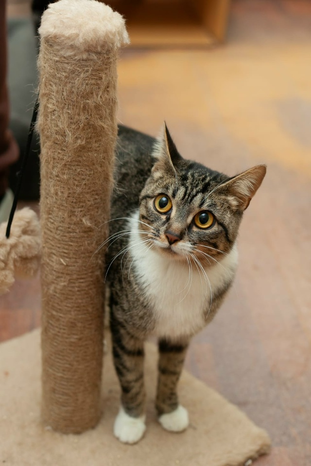 Подарите котятам шанс на жизнь в тепле и уюте!
Их детст?...