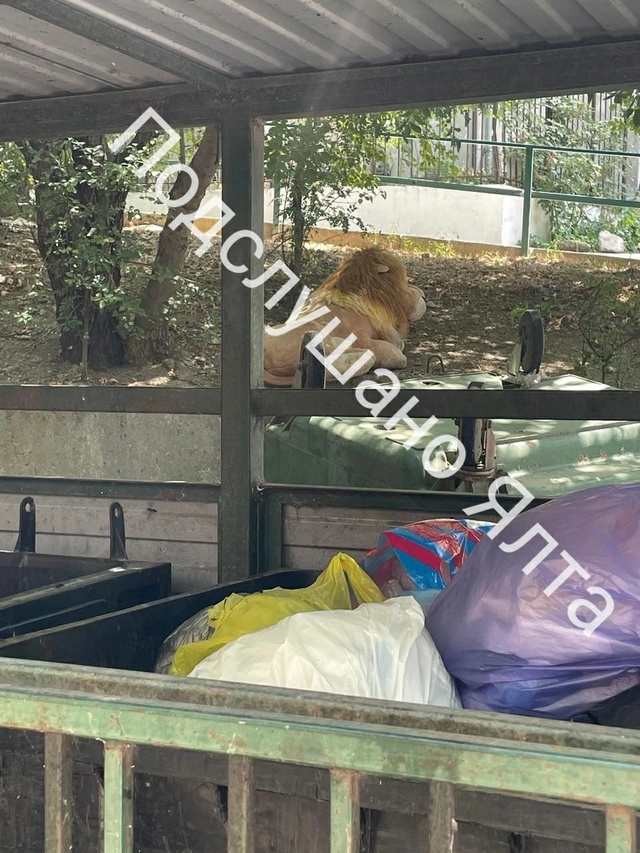 В Ялте на одном из раёнов обнаружен царь зверей. Скорее...