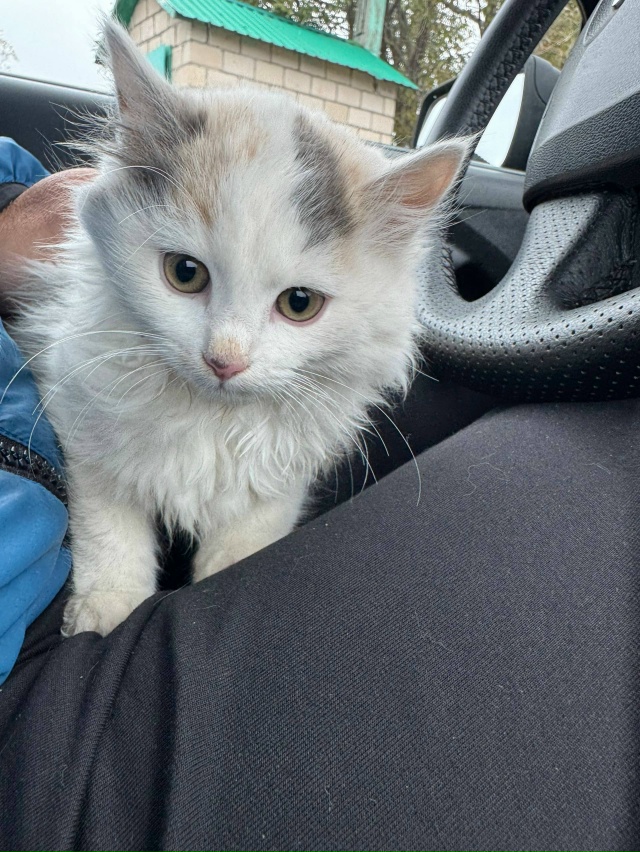 Котята родились в июле.😉 Красивые здоровенькие. Кормл...