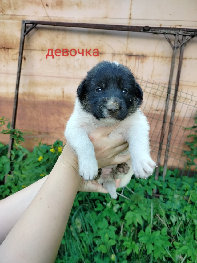 СРОЧНО!ПОЖАЛУЙСТА, ПОМОГИТЕ РАСПРОСТРАНИТЬ!Ищут самые...