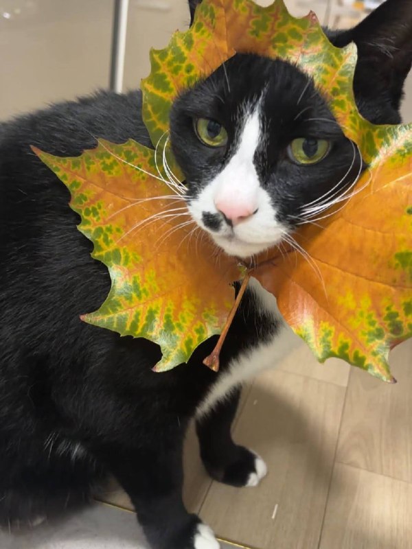 пов: мама сделала тебе костюм на утренник «золотая осень»