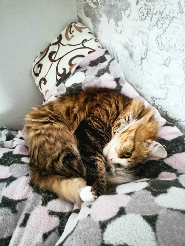 Пост для животных 🐈🐈🐈
Чем занимаются ваши питомцы, ?...
