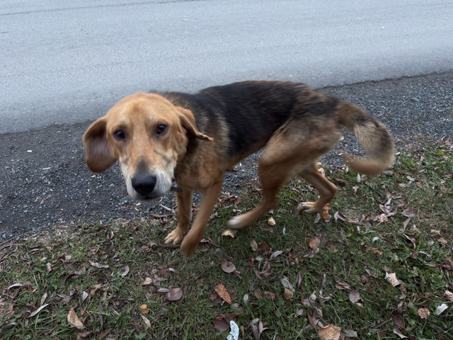 🆘🆘🆘Пермский край, Горнозаводский район!!!!Найден го?...