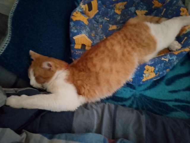 Пропал кот! Зовут Ваня! Район Трудовая, Хлебозаводская....