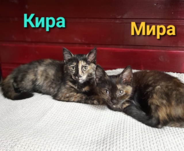 🐈 ПОДОПЕЧНЫЕ зоозащитной гпуппы 