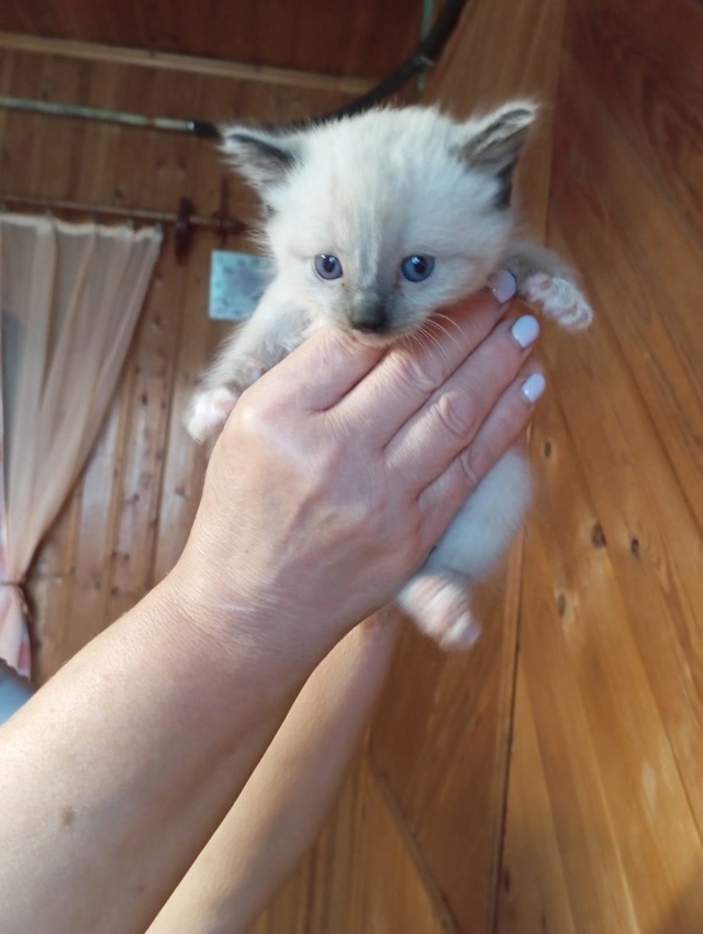 Пристраиваются сиамские котята 3 штуки, выловили одног...
