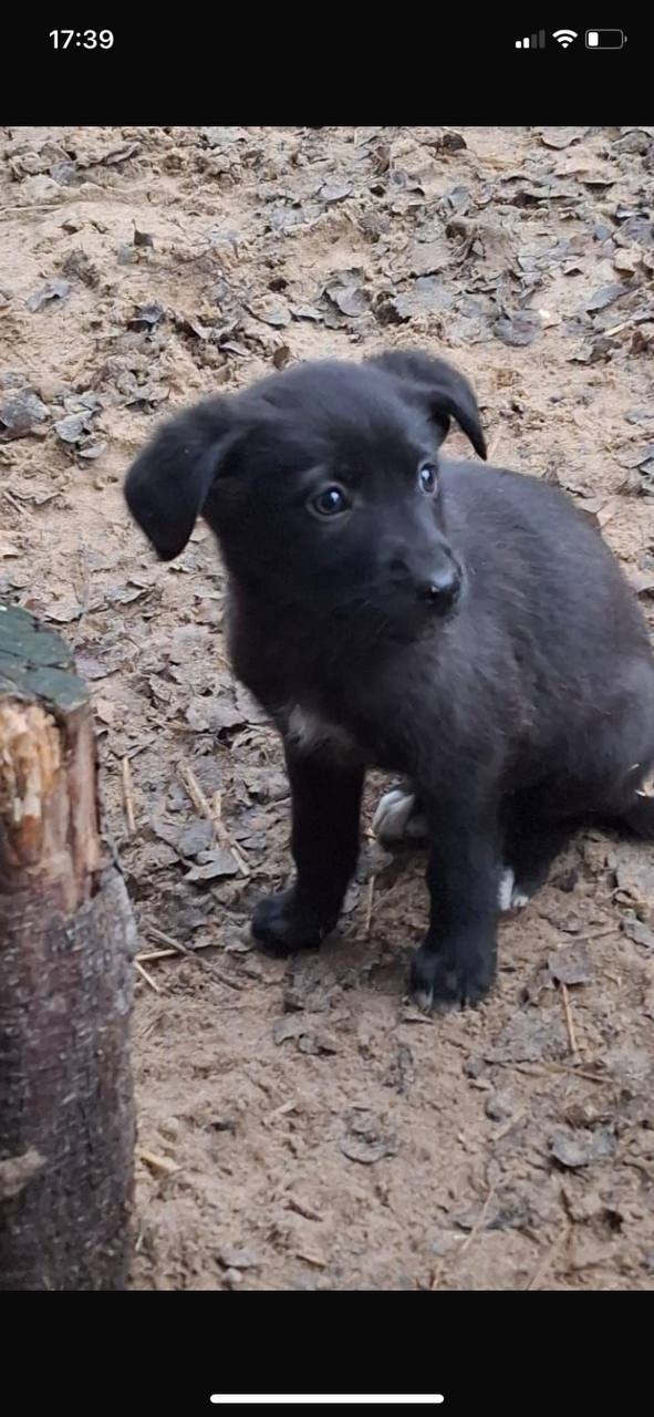 ‼️ СРОЧНО ‼️🚨
Щенки в отлове Ульяновска‼️🚨Через 3...