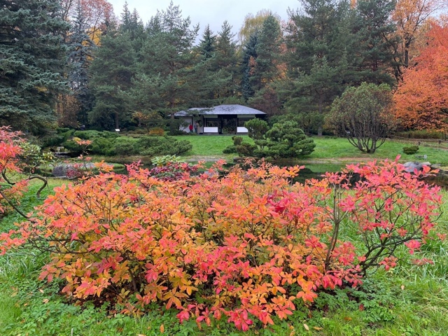 Японский сад в Ботаническом саду 🍃.
Фото: Татьяна Ти?...