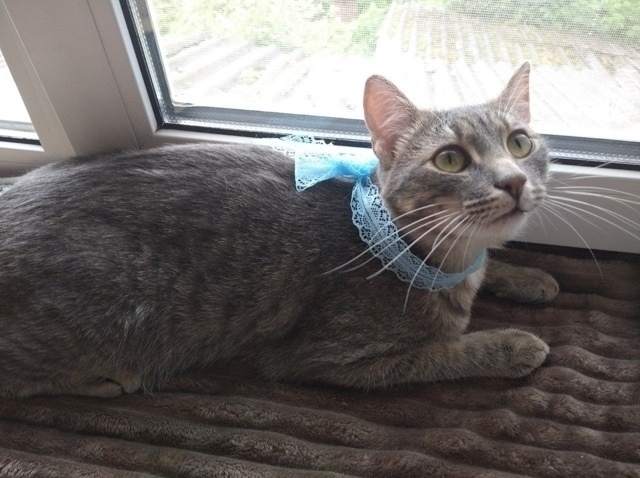 Вы верите в мИссию?💙🥺
Ощущение что этот котик прибы...