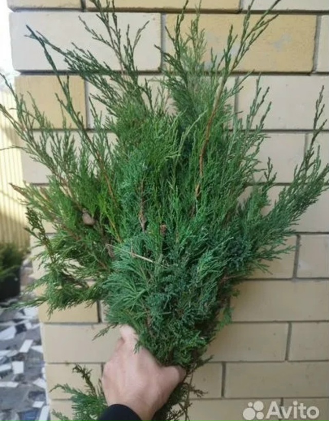 Всем привет!
Купим за разумную цену обрезанные веточк?...