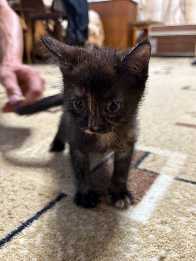 Отдам котят. Возраст 2 месяца. К лотку приучены. 1 кот и 2 ...