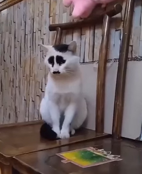 Слегка вам забавных котиков в ленту...