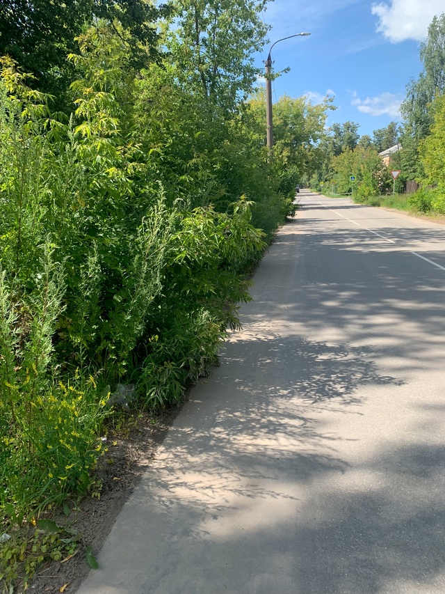 Просьба скосить траву и вырубить кусты
Вдоль дороги п?...