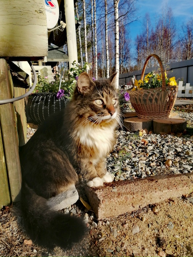 Мои брутальные ребята... Мои хозяева в доме... Мои хвоста...