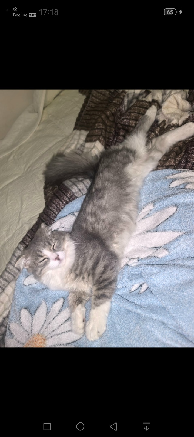 Потерялась кошечка ей 8 месяцев по кличке Стеша , На фот...