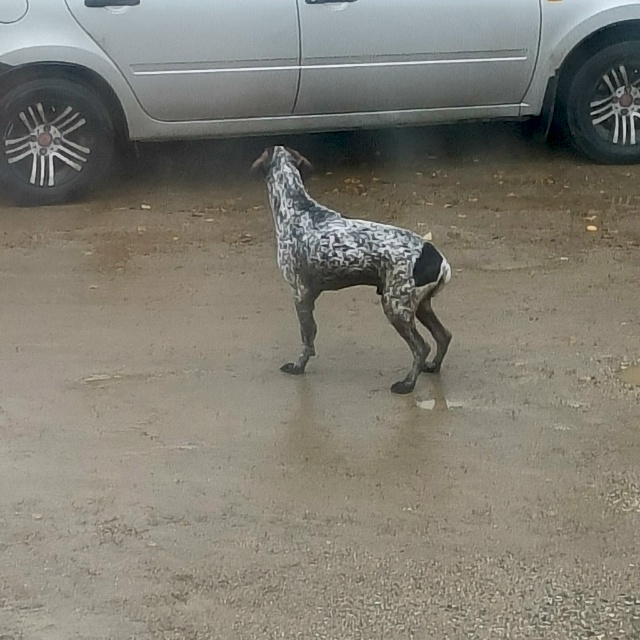 Чей по Конституции гуляет