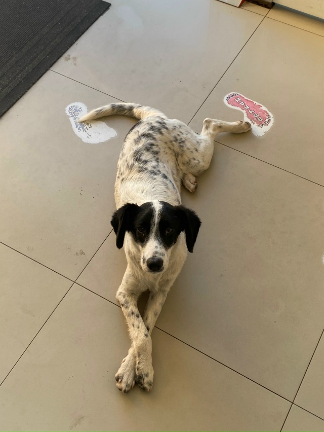 Очень миленький пёсик у Апельсина на Свободы 1, может п?...