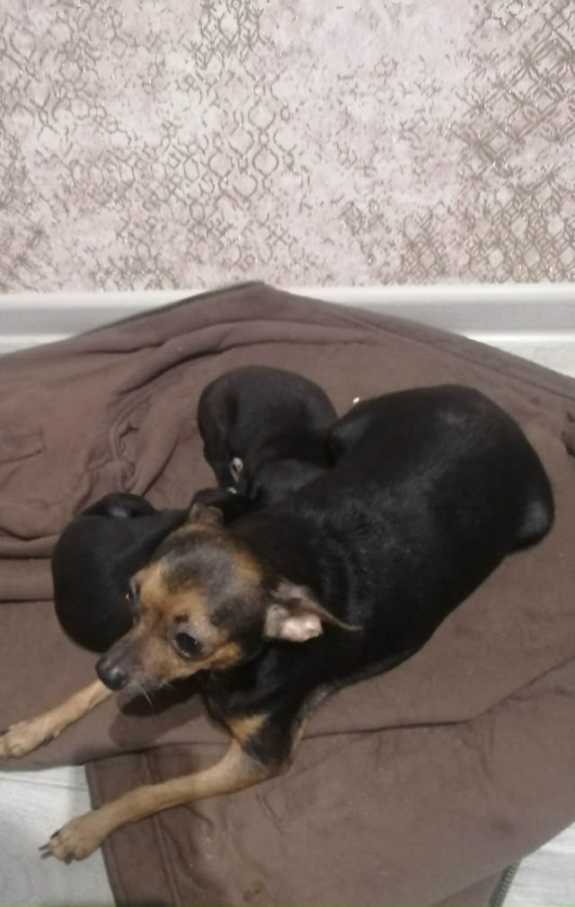 Отдам щенков-девочек. Мать на фото, отец неизвестен. 89615...