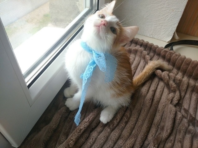 💙 🐈 Рыжий котомальчик находится в поисках своей семь...