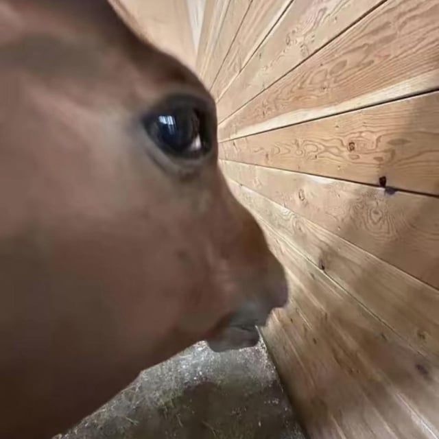 З — Искреннее участие