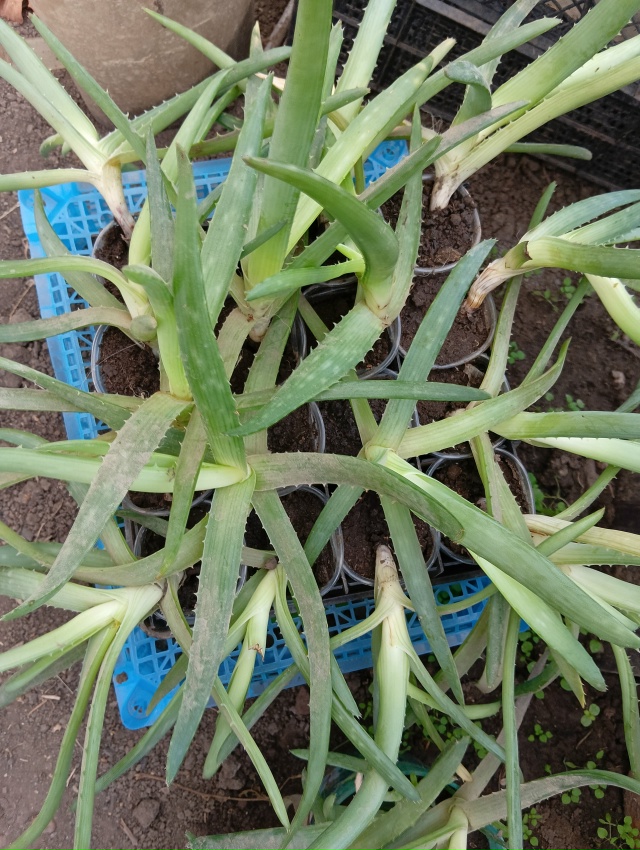 Отдам, детки алоэ.