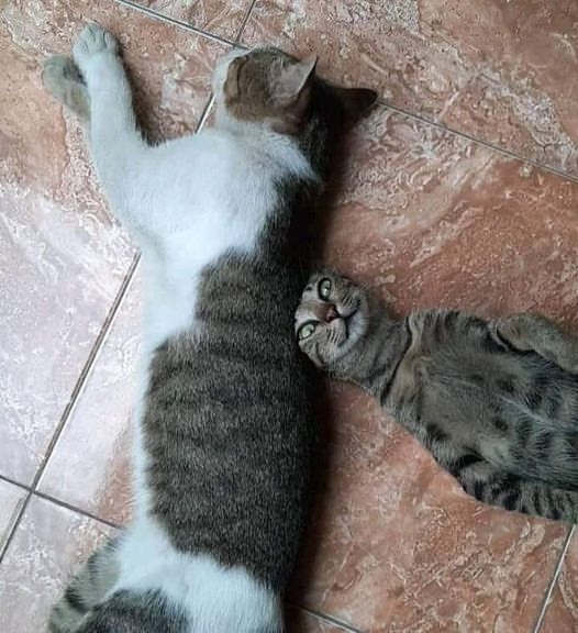 Живу как в сказке. Отец завещал мне кота.