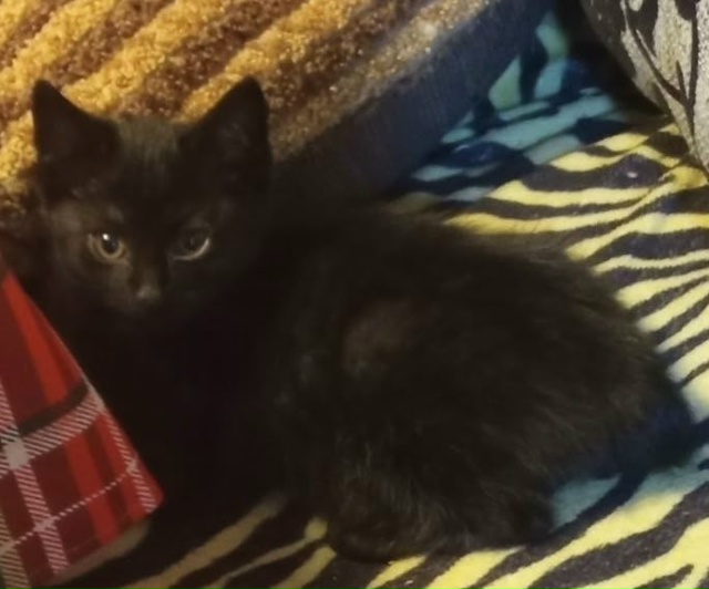 Обнаружили в гараже кошек.Их много.Взяли пока из больш?...