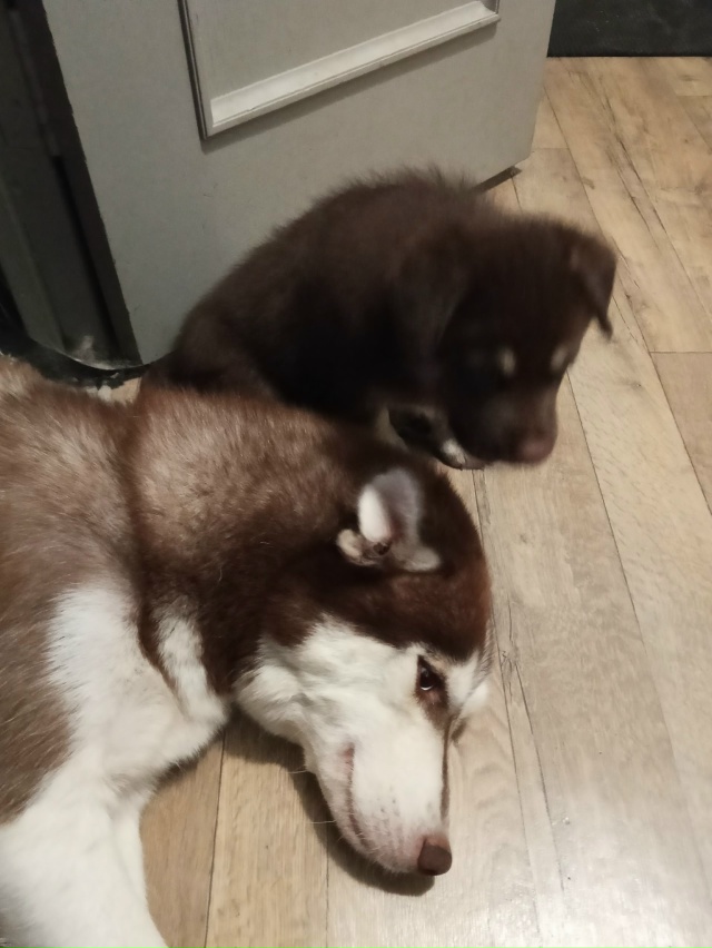 Срочно отдадим в добрые руки щенков, мама хаски папа ла...