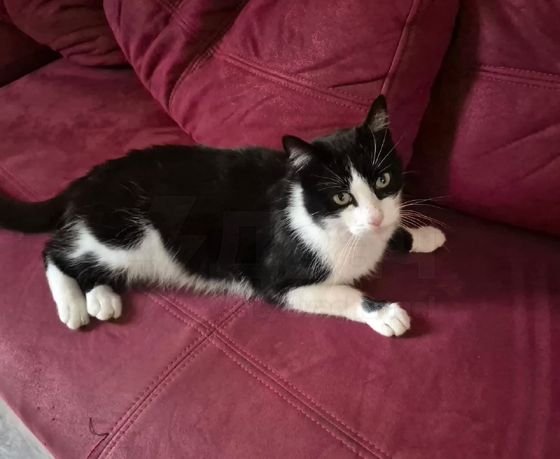 Кот Филу стал знаменитостью во Франции — он потерялся в Испании и сам нашёл дорогу домой
Питомца сл