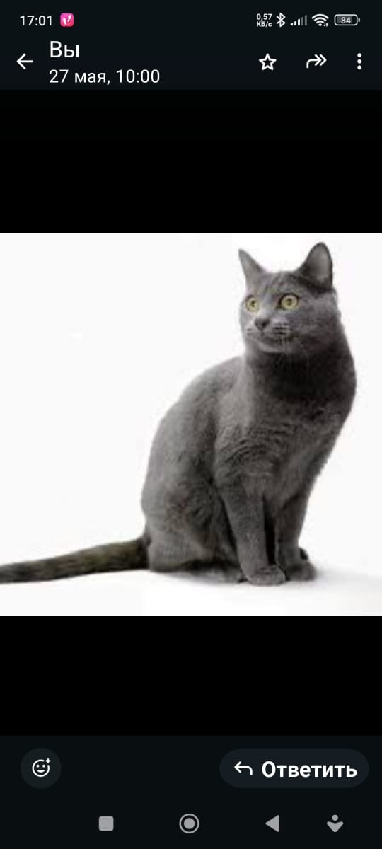 Потерялся
Потерялся котик недалеко от 3-ей школы. Если ?...