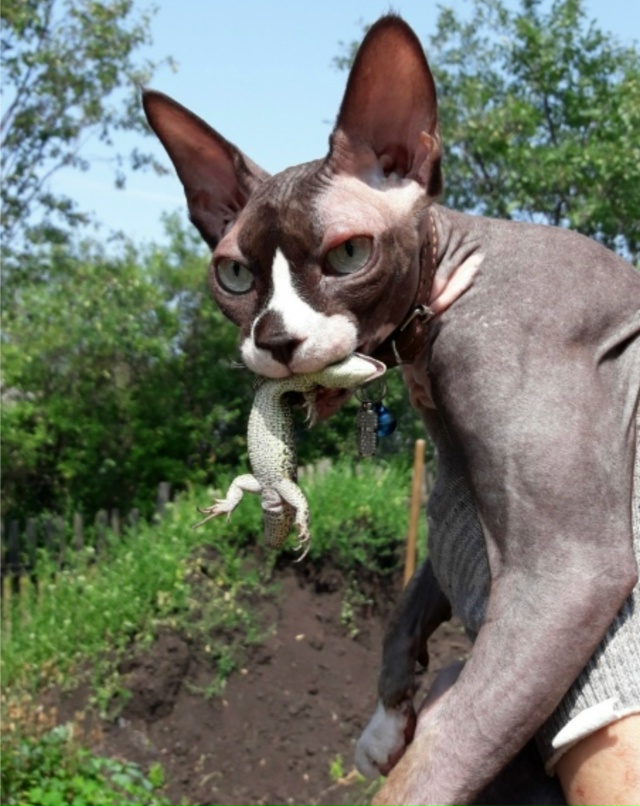 Как ваши любимцы 😸провели лето ?🌞😸