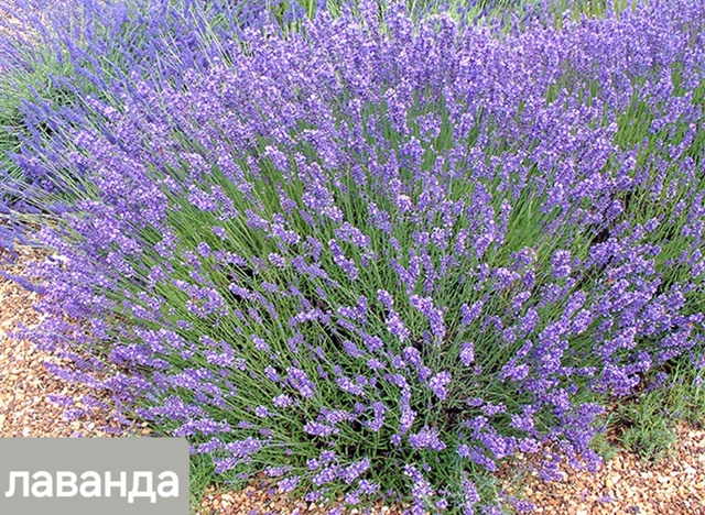 В наличии🌸☘️🌸
Большой выбор
Фото саженцев по запро...