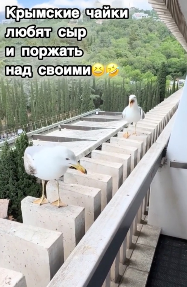 Они правда так смеются, я уже замечала 😁