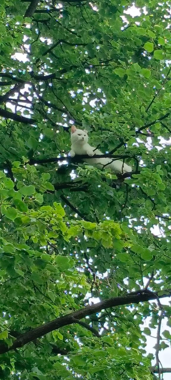 Отдам в добрые руки кота. Или старому хозяину с последу...