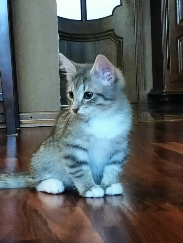 Санкт Петербург и ЛО! Мальчишка Тай ищет дом и своего х?...