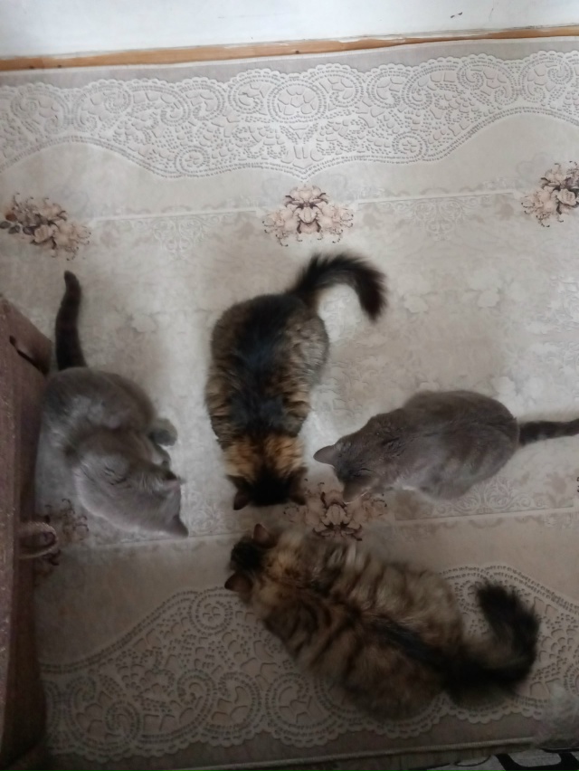 Обсуждения