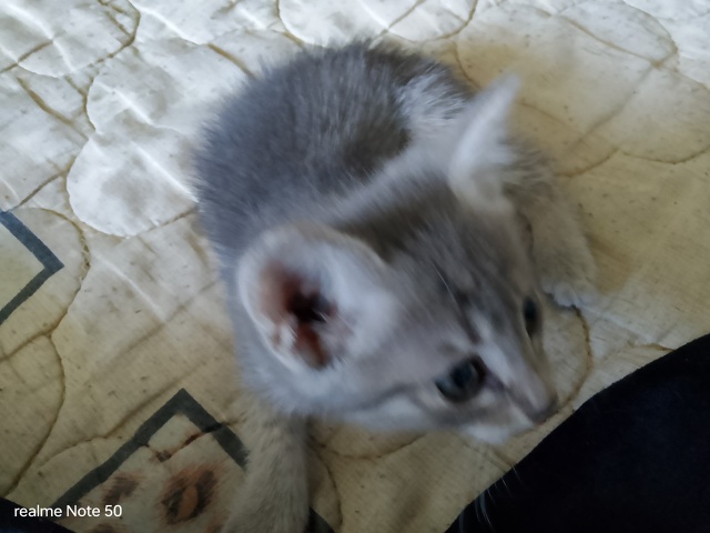 Отдам котят в хорошие руки котята родились 9 июня