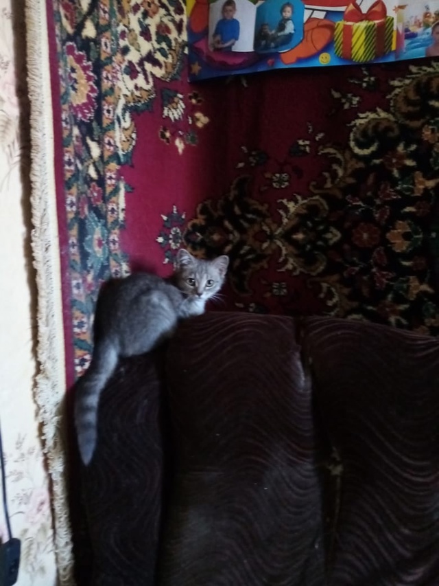 Уважаемые подписчики группы, трое маленьких котят оче?...