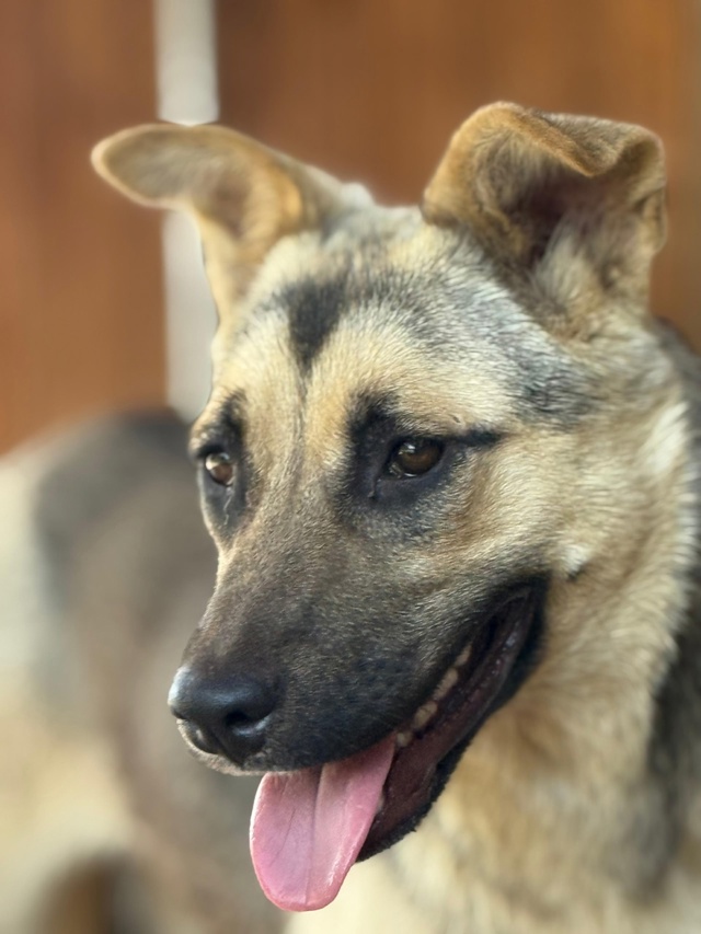 🐶💓УФА, СРОЧНО ИЩЕТ ДОМ Очаровательная юная Пепси, ум?...