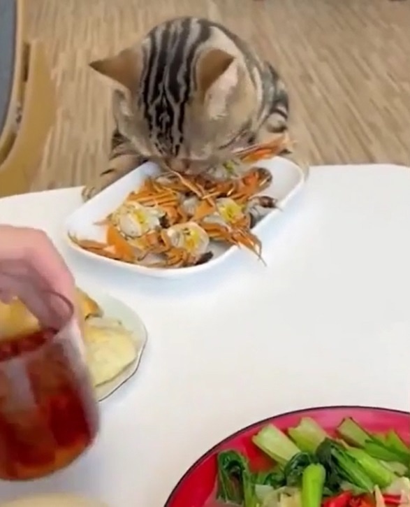 Накормите уже котейку!