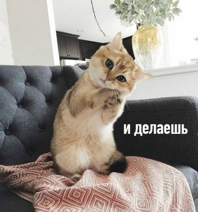 — Котики, скажите, как сделать мою жизнь лучше?
—