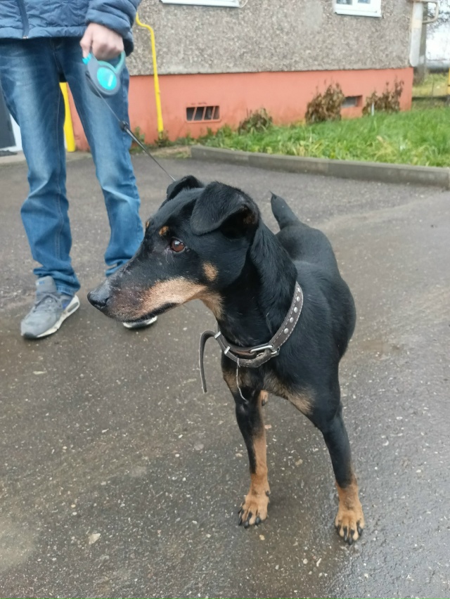 Найдена собака около Гаврилов-Яма. Прошу отозваться хо...