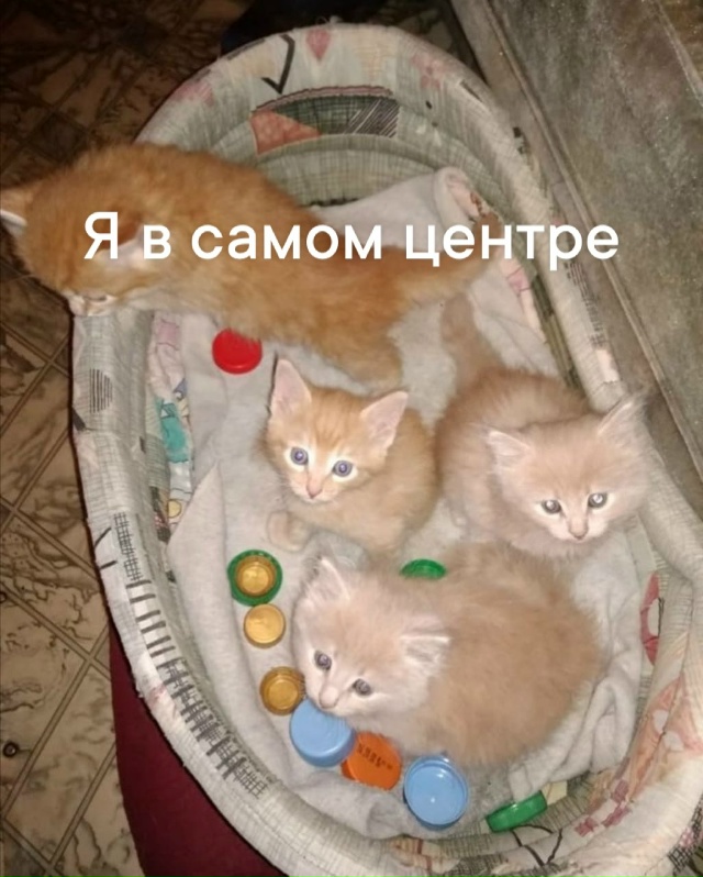 Томас