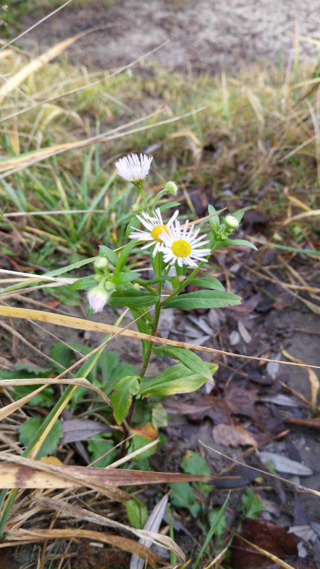 Сладкий ноябрь