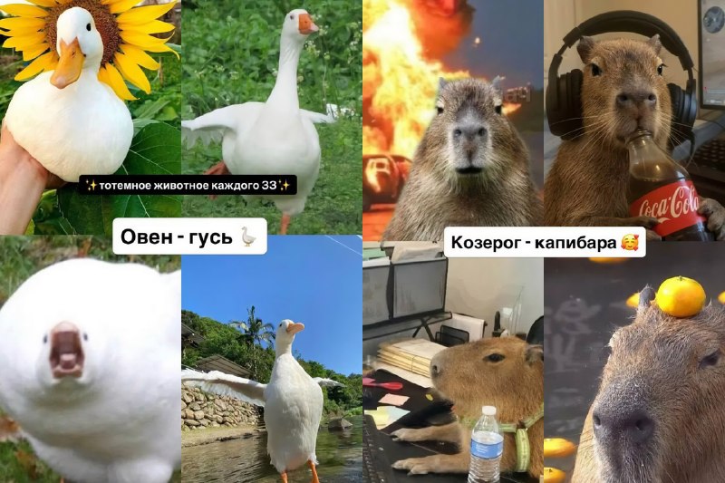 Российский астролог подобрал каждому знаку зодиака своё тотемное животное
Ищем себя, скидываем друз