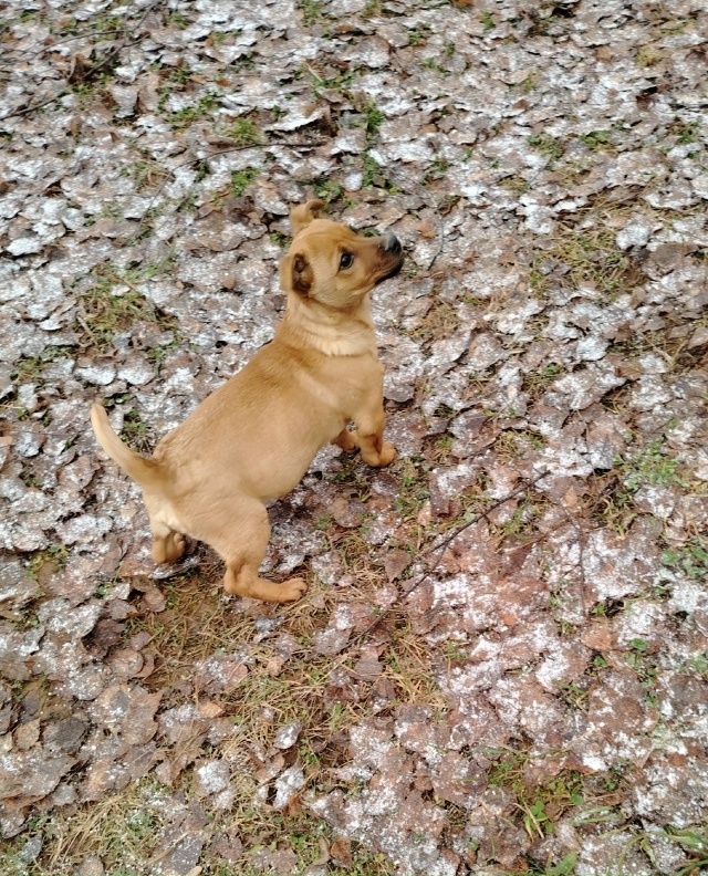 Брошенный щенок, славный парнишка. Кому нужен друг, охр...