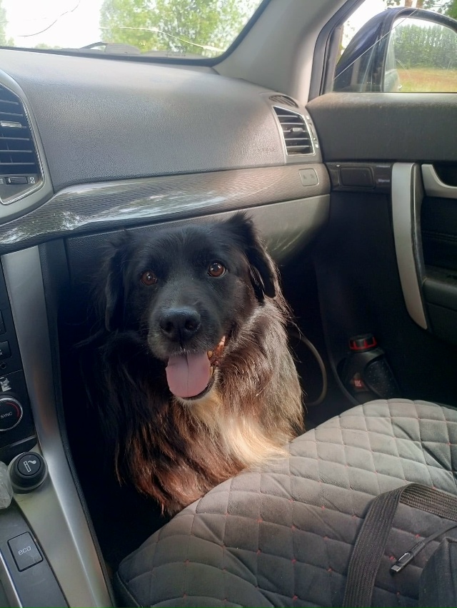 Ранним утром убежал пёс, зовут Тоша. Может, кто видел? Д?...