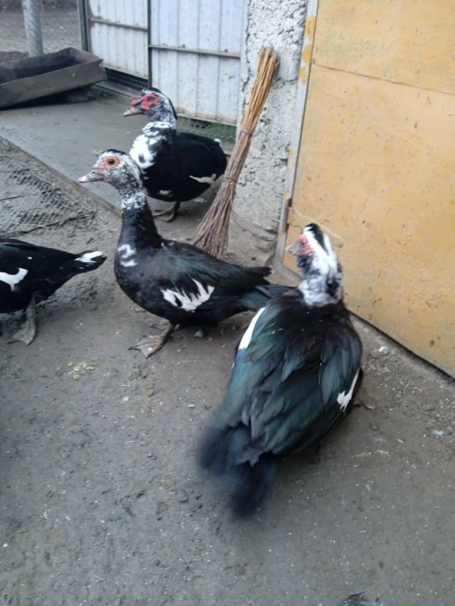 Анонимно. Продам молодых индоуток. В наличии селезни и ...