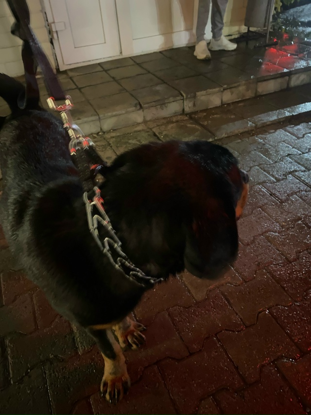 Найдена собака, чьи хозяева отзовитесь
Либо кто может ...