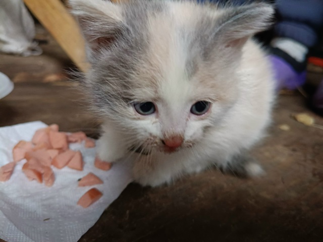 Милая девочка ищет себе добрые и заботливые руки. Была ...
